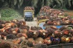 Indef Sebut Ekspor Sawit Bisa Selamatkan Indonesia dari Ancaman Resesi